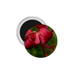 Lilium Red Velvet 1 75  Magnets by trendistuff