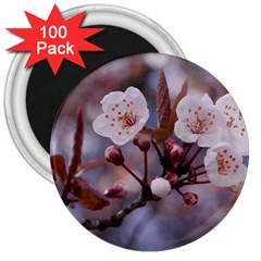 Cherry Blossoms 3  Magnets (100 Pack) by trendistuff