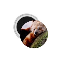 Red Panda 1 75  Magnets by trendistuff