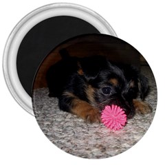 Puppy With A Chew Toy 3  Magnets by trendistuff