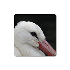 Wild Stork Bird, Close-up Square Magnet