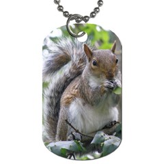 Gray Squirrel Eating Sycamore Seed Dog Tag (one Side)