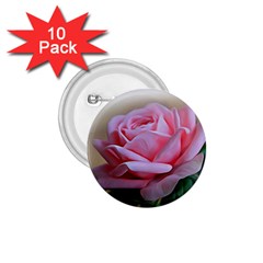 Rose Pink Flowers Pink Saturday 1 75  Buttons (10 Pack) by Amaryn4rt