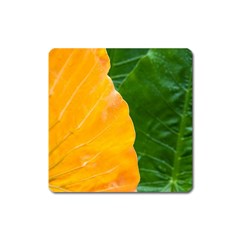 Wet Yellow And Green Leaves Abstract Pattern Square Magnet