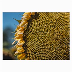 Sunflower Bright Close Up Color Disk Florets Large Glasses Cloth