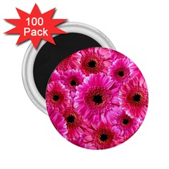 Gerbera Flower Nature Pink Blosso 2 25  Magnets (100 Pack)  by Nexatart