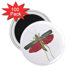 Grasshopper Insect Animal Isolated 2 25  Magnets (100 Pack) 