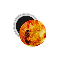 Honey Bee Takes Nectar 1 75  Magnets by Nexatart