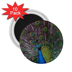 Peacock Feather Beat Rad Blue 2 25  Magnets (10 Pack)  by Amaryn4rt