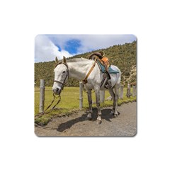 White Horse Tied Up At Cotopaxi National Park Ecuador Square Magnet by dflcprints