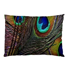 Peacock Feathers Pillow Case