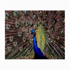 Multi Colored Peacock Small Glasses Cloth