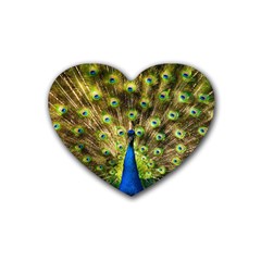 Peacock Bird Heart Coaster (4 Pack)  by Simbadda