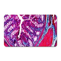 Histology Inc Histo Logistics Incorporated Masson s Trichrome Three Colour Staining Magnet (rectangular)