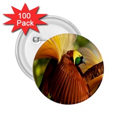 Birds Paradise Cendrawasih 2 25  Buttons (100 Pack) 