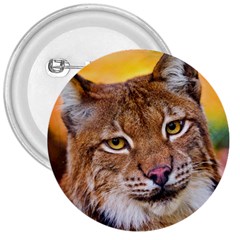 Tiger Beetle Lion Tiger Animals 3  Buttons