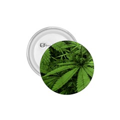 Marijuana Plants Pattern 1 75  Buttons by dflcprints