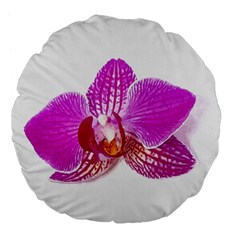 Lilac Phalaenopsis Flower, Floral Oil Painting Art Large 18  Premium Flano Round Cushions by picsaspassion