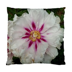 Floral Soft Pink Flower Photography Peony Rose Standard Cushion Case (one Side) by yoursparklingshop