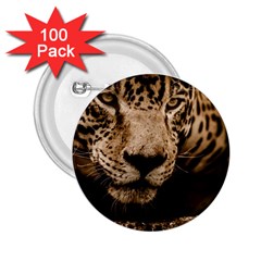 Jaguar Water Stalking Eyes 2 25  Buttons (100 Pack)  by BangZart