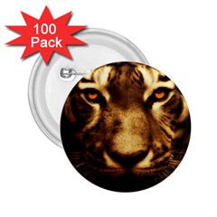 Cat Tiger Animal Wildlife Wild 2 25  Buttons (100 Pack) 