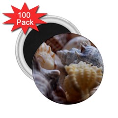 Seashells 2 25  Magnets (100 Pack) 