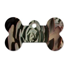 Succulent Green Pink Rosettes Dog Tag Bone (two Sides) by Sapixe