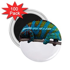 Reptile Lizard Animal Isolated 2 25  Magnets (100 Pack) 