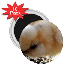 Silkie Chick  2 25  Magnets (10 Pack)  by IIPhotographyAndDesigns