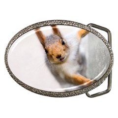 Curious Squirrel Belt Buckles by FunnyCow