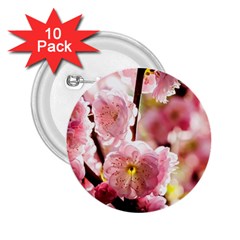 Blooming Almond At Sunset 2 25  Buttons (10 Pack)  by FunnyCow