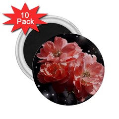 Rose 572757 1920 2 25  Magnets (10 Pack)  by vintage2030