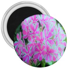 Hot Pink And White Peppermint Twist Garden Phlox 3  Magnets