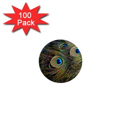 Peacock Tail Feathers Close Up 1  Mini Magnets (100 Pack) 