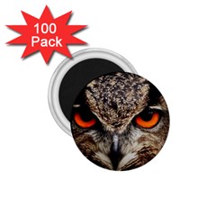 Owl s Scowl 1 75  Magnets (100 Pack)  by WensdaiAmbrose