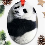 Panda Bear Sleeping Oval Ornament (Two Sides) Back