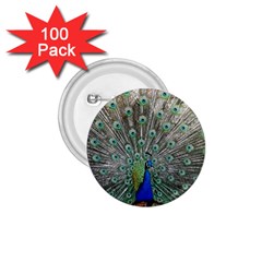 Peacock Bird Animal Feather 1 75  Buttons (100 Pack)  by Pakrebo