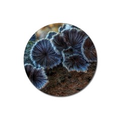 Tree Fungus Magnet 3  (round) by okhismakingart