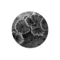 Tree Fungus Black And White Magnet 3  (round) by okhismakingart