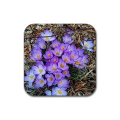 Signs Of Spring Purple Crocua Rubber Coaster (square)  by Riverwoman