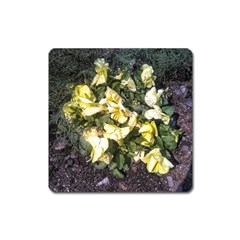 April Pansies Square Magnet