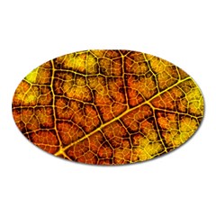 Autumn Leaves Forest Fall Color Oval Magnet by Pakrebo