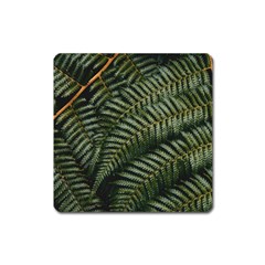 Green Leaves Photo Square Magnet by Pakrebo