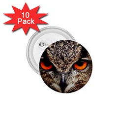 Owl Bird Eyes Eagle Owl Birds 1 75  Buttons (10 Pack) by Wegoenart