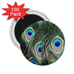 Peacock Feathers Peacock Bird 2 25  Magnets (100 Pack)  by Wegoenart