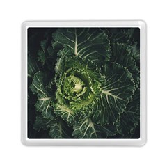 Plant Leaf Flower Green Produce Vegetable Botany Flora Cabbage Macro Photography Flowering Plant Memory Card Reader (square) by Vaneshart