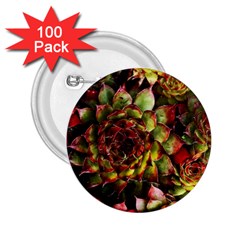 Plant Succulents Succulent 2 25  Buttons (100 Pack) 