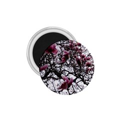 Saucer Magnolia Tree 1 75  Magnets