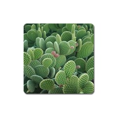 Green Cactus Square Magnet by Sparkle