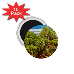 Carob Tree, Talampaya National Park, La Rioja, Argentina 1 75  Magnets (10 Pack) 